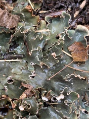 Peltigera polydactylon