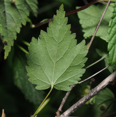 Sidastrum tehuacanum