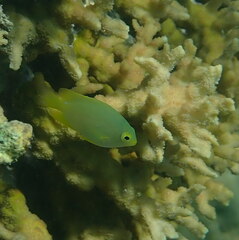 Pomacentrus moluccensis