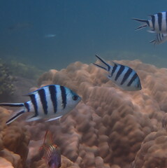 Abudefduf sexfasciatus