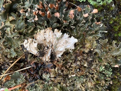 Peltigera polydactylon
