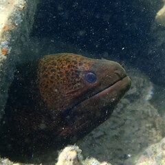 Gymnothorax javanicus