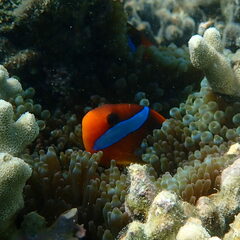 Amphiprion melanopus