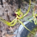 Caladenia attingens attingens - Photo (c) markiemark, algunos derechos reservados (CC BY-NC)