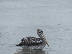 Pelecanus thagus