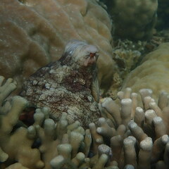 Octopus cyanea