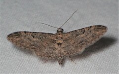 Eupithecia