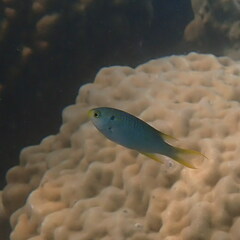 Neopomacentrus nemurus