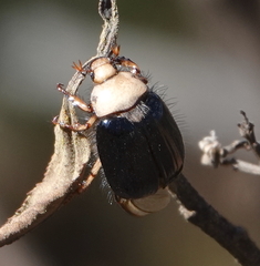 Rutelinae