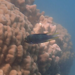 Neopomacentrus nemurus