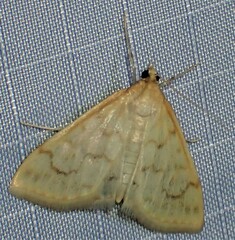 Hahncappsia pergilvalis