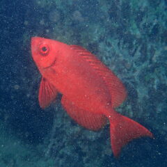 Priacanthus hamrur