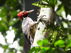 Campephilus guatemalensis