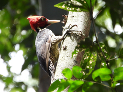 Campephilus guatemalensis
