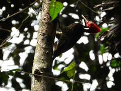 Campephilus guatemalensis