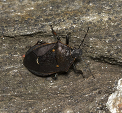 Parajalla sanguineosignata
