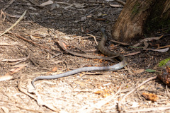 Notechis scutatus