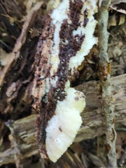 Tyromyces galactinus