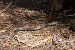 Notechis scutatus