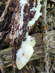 Tyromyces galactinus