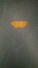 Polygrammodes eleuata