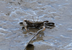 Macrophthalmus setosus