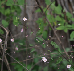 Sidastrum tehuacanum