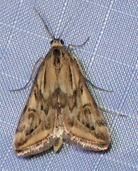 Loxostege cereralis