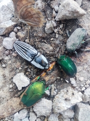 Cotinis mutabilis