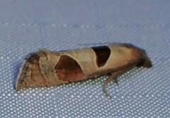 Pelochrista dorsisignatana