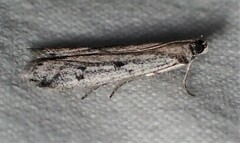 Phycitodes reliquellum