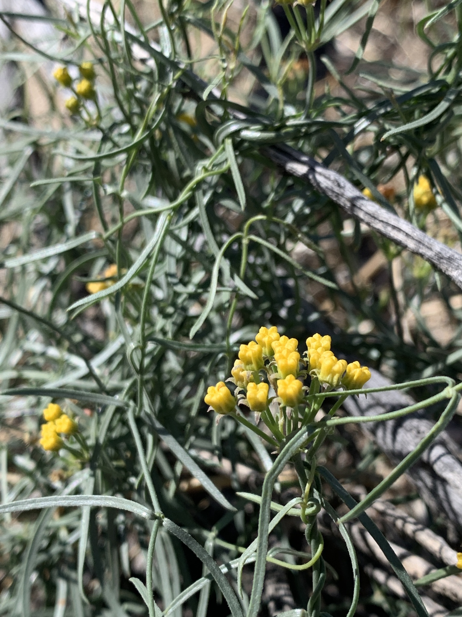 Funastrum utahense