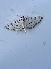 Conchylodes erinalis