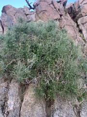 Pleurocoronis pluriseta