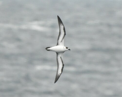 Petrel antillano (Pterodroma hasitata)