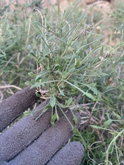 Pleurocoronis pluriseta