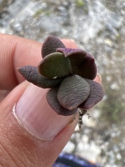 Echeveria