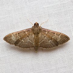Pilocrocis ramentalis