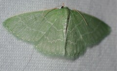 Synchlora aerata