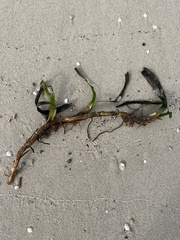 Posidonia australis