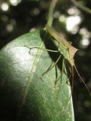 Paradasynus spinosus