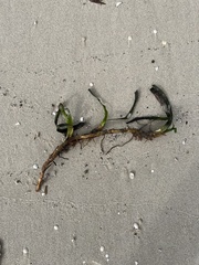 Posidonia australis