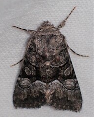 Pseudanarta flavidens