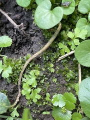 Hyophila involuta