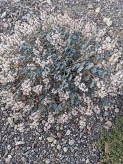 Dalea mollissima