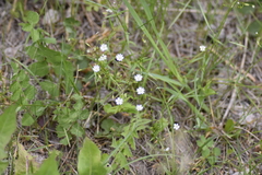 Stellaria graminea