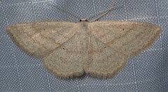 Scopula inductata