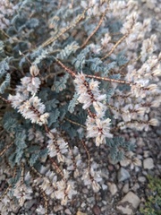 Dalea mollissima