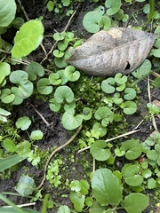 Hyophila involuta