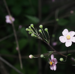 Sidastrum tehuacanum